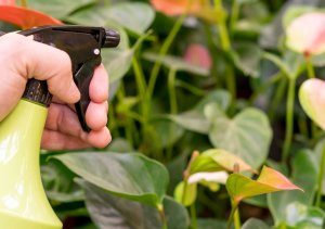 NO PEST Koncentrat Wyciągu z Pokrzywy 30ml Środek Płyn Preparat na Mszyce Ćmę Bukszpanową Środek do Poprawy Zdrowia i Rozwoju Roślin Urtica Shield 5