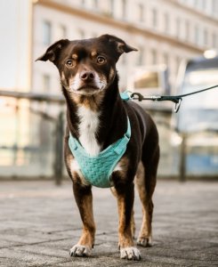 Dingo Dingo Szelki bezuciskowe z dwupaskową regulacją S miętowe 2