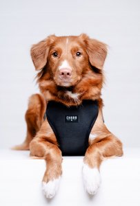 Chaba CHABA SZELKI GUARD COMFORT S              1,6cm/37-43cm CZARNE 6