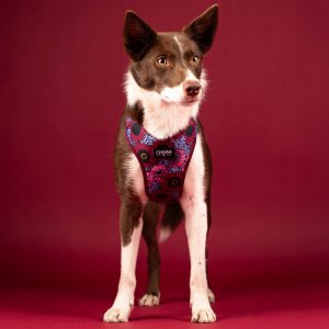 Chaba CHABA SZELKI GUARD COMFORT  STORY ``L``   LAKOTA 2,0/42-56cm 8