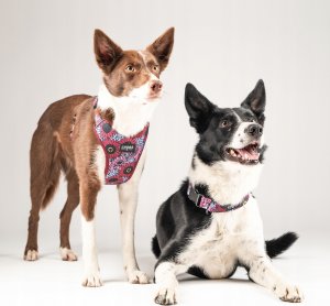 Chaba CHABA SZELKI GUARD COMFORT  STORY ``L``   LAKOTA 2,0/42-56cm 9