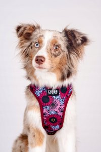 Chaba CHABA SZELKI GUARD COMFORT  STORY ``L``   LAKOTA 2,0/42-56cm 10