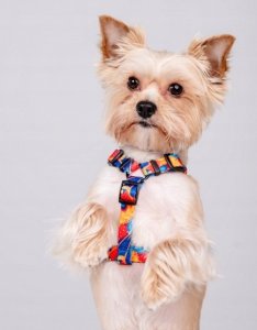 Chaba CHABA SZELKI GUARD STORY ``L`` AUSSIE     2,5/50-57cm 4