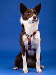 Chaba CHABA SZELKI GUARD STORY ``L`` AUSSIE     2,5/50-57cm 5