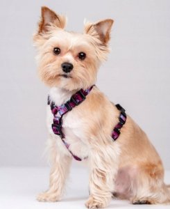 Chaba CHABA SZELKI GUARD STORY ``L`` LAKOTA     2,5/50-57cm 4