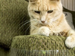 Przyjaciele Duża folia ochronna drapak na meble dla kota 2szt Duża folia ochronna drapak na meble dla kota 2szt 11