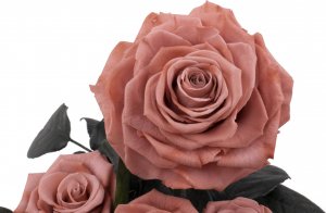 ToPrezent.pl Ogród w Szkle - 5 Zakonserwowanych Różowych Róż 5