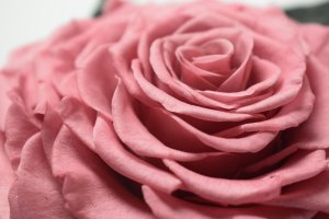 ToPrezent.pl Ogród w Szkle - 5 Zakonserwowanych Różowych Róż 6