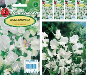 Legutko Groszek pachnący biały Nasiona 15g 5x3g 2
