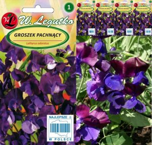 Legutko Nasiona Groszek pachnący wiśniowy fioletowy, 15g 2