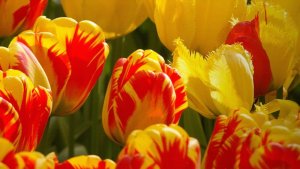 Telewizor Metz TV 65" 65MOD9500Z OLED SMART 4K 4