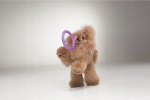 Collar PULLER MINI 18cm 2szt/op 22