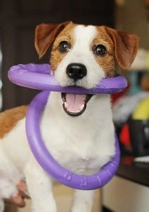 Collar PULLER MINI 18cm 2szt/op 30