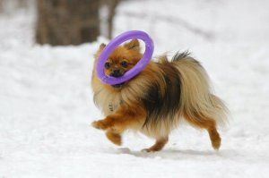 Collar PULLER MINI 18cm 2szt/op 34