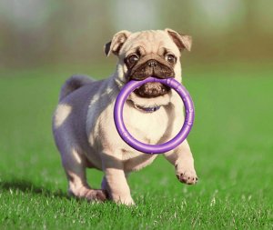 Collar PULLER MINI 18cm 2szt/op 5