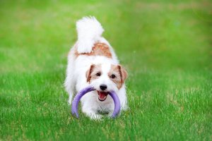 Collar PULLER MINI 18cm 2szt/op 6