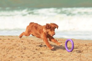 Collar PULLER MINI 18cm 2szt/op 9