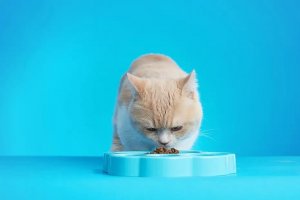 Pet Dream House PET DREAM HOUSE PAW 2in1 MINI BLUE EASY 5