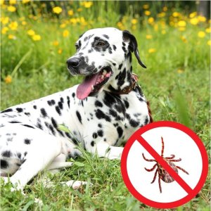 Hilton HILTON Obroża Przeciw Insektom z Margosą Dł. 43cm dla kota/psa 3