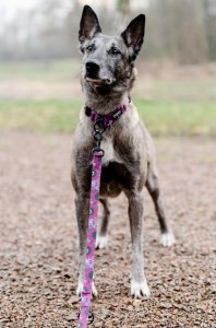 Chaba CHABA SMYCZ TAŚMA REG. STORY LAKOTA ``S`` 1,6x260cm 6