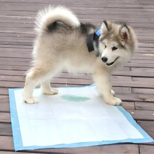 ExtraLink PODKŁADY HIGIENICZNE CHŁONNE MATY DLA PSA KOTA DO SIKANIA 30X45CM, 50 SZT 4