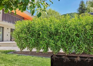 Gardena Gardena Micro-Drip-System drip irrigation hedges/bushes set, 50 meters, drippers (black, model 2023, above and below ground) 10