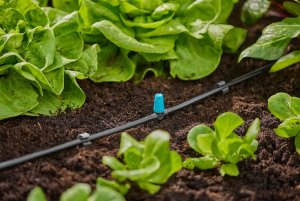 Gardena GARDENA Micro-Drip-System Small Area Nozzle, 10 pieces (black/turquoise, model 2023) 6