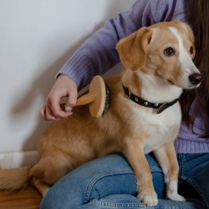 Dingo Dingo Bambusowa Szczotka Dla Psa Kota Igła Z Kulką M 2