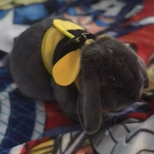 Duvo+ Duvo+ Szelki dla Królika 24-31cm/175cm/12mm 3