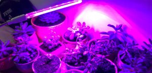 Heckermann Lampa Do Wzrostu Roślin Heckermann Zwd10W 9