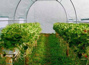 kontrast Tunel ogrodowy foliowy szklarnia warzywniak 400X200X200 cm 19 mm zielony 4