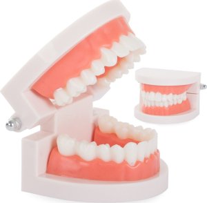 Verk Group Model stomatologiczny szczęka zęby zębowy slamy Model stomatologiczny szczęka zęby zębowy slamy 1