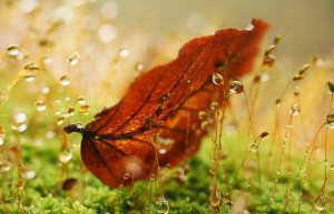 Kamera cyfrowa Olympus OM SYSTEM M.ZUIKO DIGITAL ED 12-40mm F2.8 PRO II 6