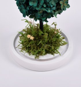 ToPrezent.pl Drzewko Szczęścia - Hortensja + Pudełko Prezentowe 5