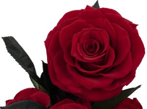 ToPrezent.pl Ogród w Szkle - 5 Zakonserwowanych Czerwonych Róż 4