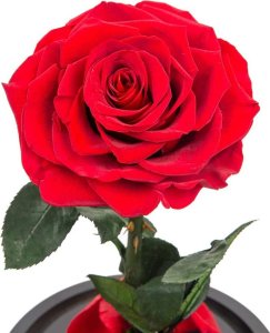 ToPrezent.pl Prawdziwa Czerwona Róża w Szklanej Kopule 4