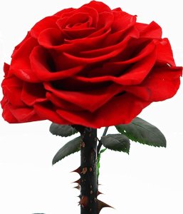 ToPrezent.pl Prawdziwa Czerwona Róża w Szklanej Kopule 5