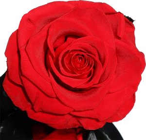 ToPrezent.pl Prawdziwa Czerwona Róża w Szklanej Kopule 6