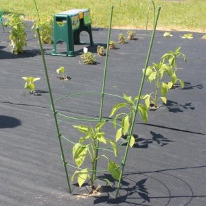 Bradas Podpora pierścieniowa do roślin 75cm TYRP75 2