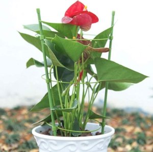 Bradas Podpora pierścieniowa do roślin 75cm TYRP75 6