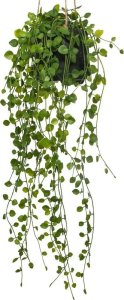 Atmosphera Sztuczna roślina wisząca Peperomia, Ø 18 x 62 cm 2