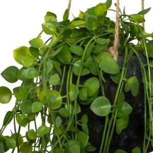 Atmosphera Sztuczna roślina wisząca Peperomia, Ø 18 x 62 cm 5