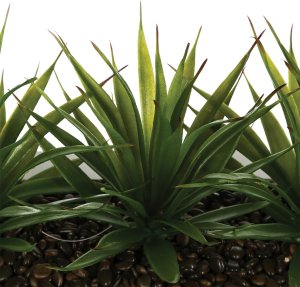 Atmosphera Sztuczna roślina, 3 x aloes w białej donicy, 31 cm 4