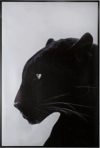Atmosphera Plakat w ramie, 61 x 91 cm, czarna pantera 1