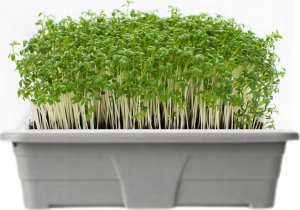 Ibergarden Miniszklarnia plastikowa, rozsadnik domowy, 17,4 x 21,5 x 12,8 cm 4