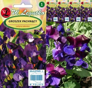 Legutko Zestaw nasion Groszek pachnący Gipsówka Lobelia 2