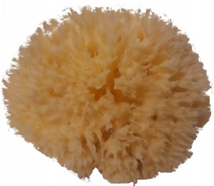 Babu Bab?(r) sponge natural nr.12 1