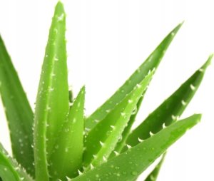 Fittydent Klej Sensitive do protez 40g 6