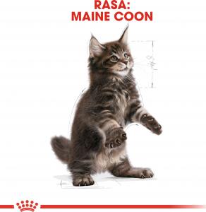 Royal Canin Kitten Food Maine Coon 36 Dry Mix 10kg 9