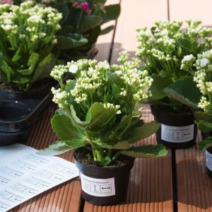 Herma Etykiety foliowe 105x148mm (4576) 2